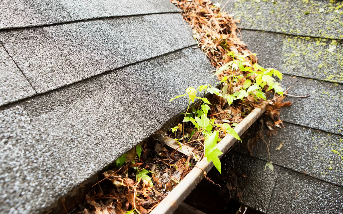 Falling Leaves, Rising Problems: Why Clogged Gutters Matter
