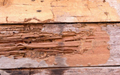 Wood Destroying Insect (WDI) Report